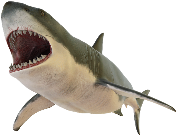 Real Wildlife Shark Transparent PNG Image