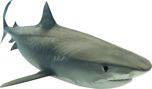 Real Wildlife Shark Transparent PNG Image
