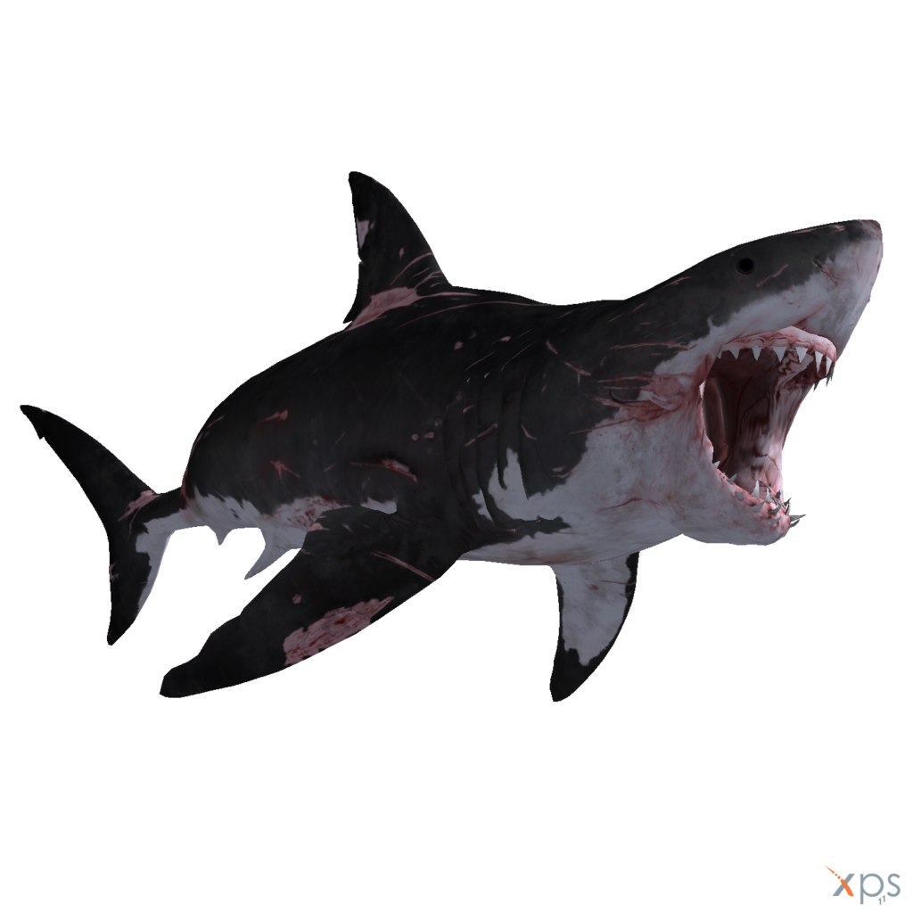 Real Wildlife Shark Transparent PNG Image