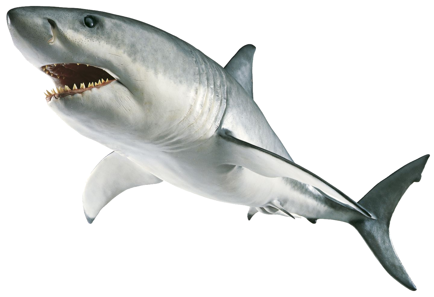 Real Wildlife Shark Transparent PNG Image