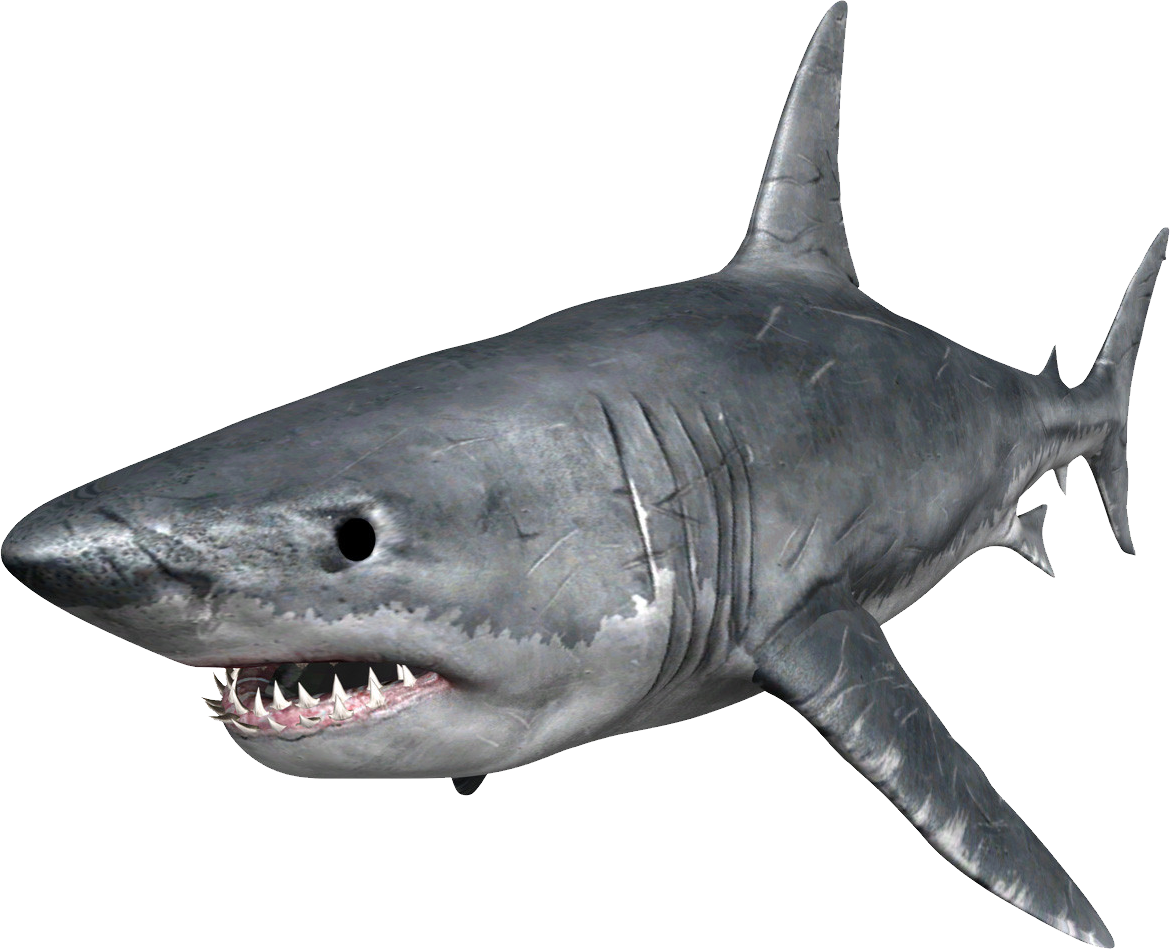 Real Wildlife Shark Transparent PNG Image