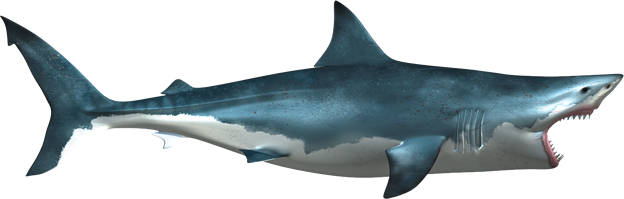 Shark Transparent PNG Image