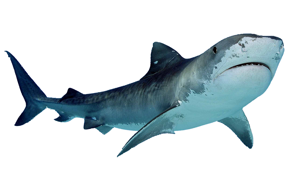 Shark Transparent PNG Image
