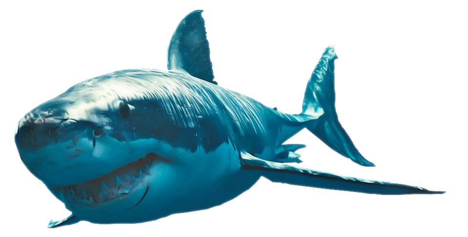 Shark Transparent PNG Image