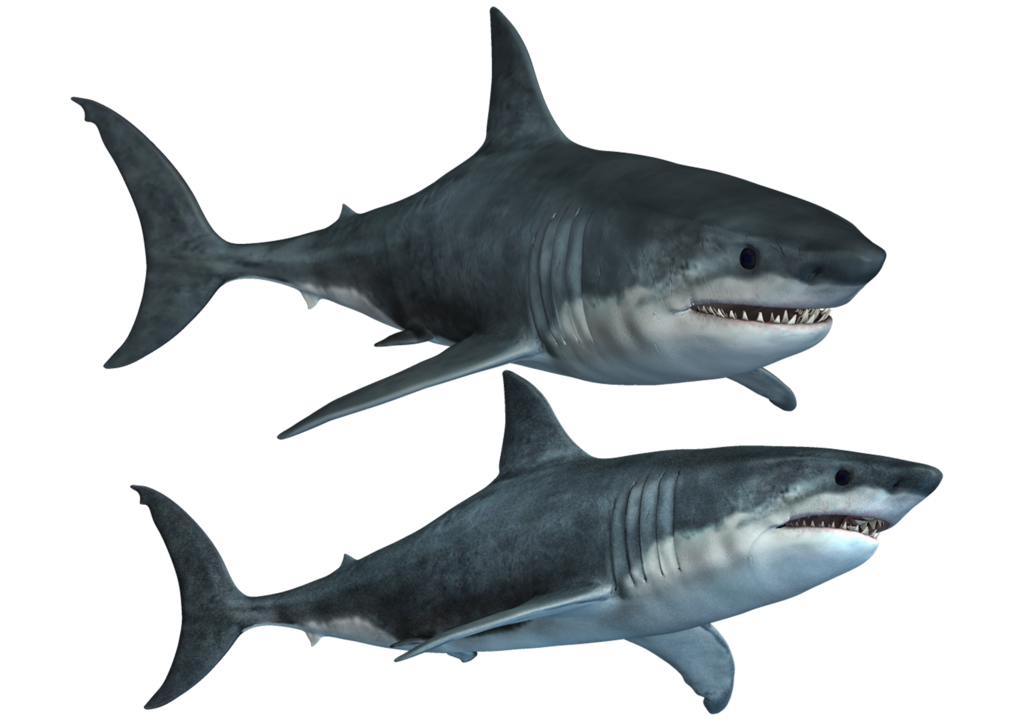 Shark Transparent PNG Image