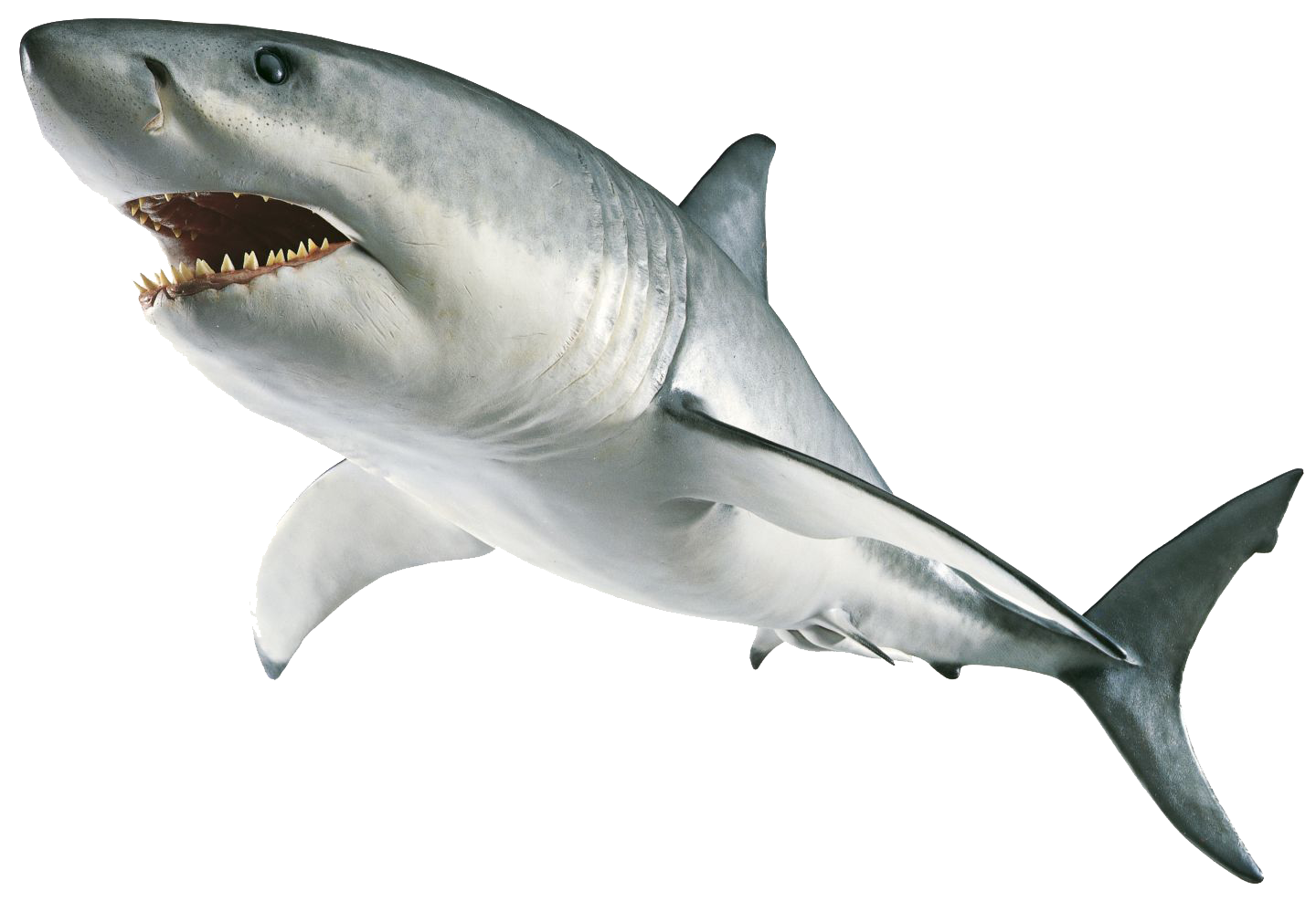 Shark Transparent PNG Image