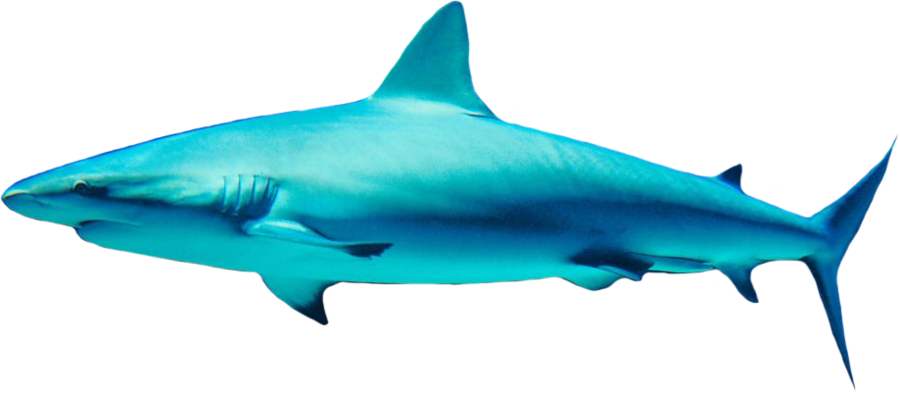Shark Transparent PNG Image
