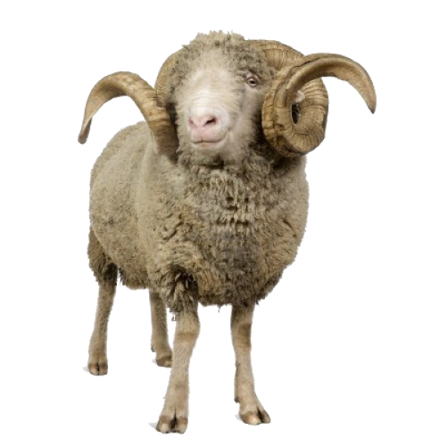 Sheep File Transparent PNG Image