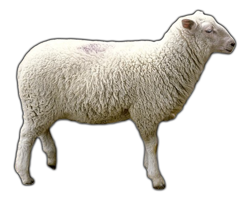 Sheep Transparent PNG Image
