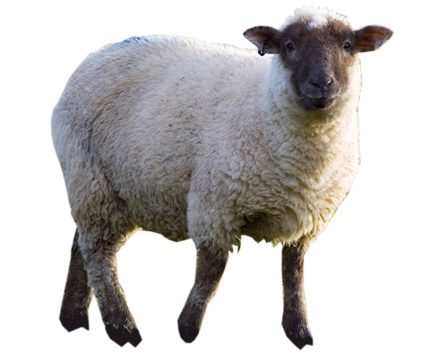 Sheep Transparent PNG Image