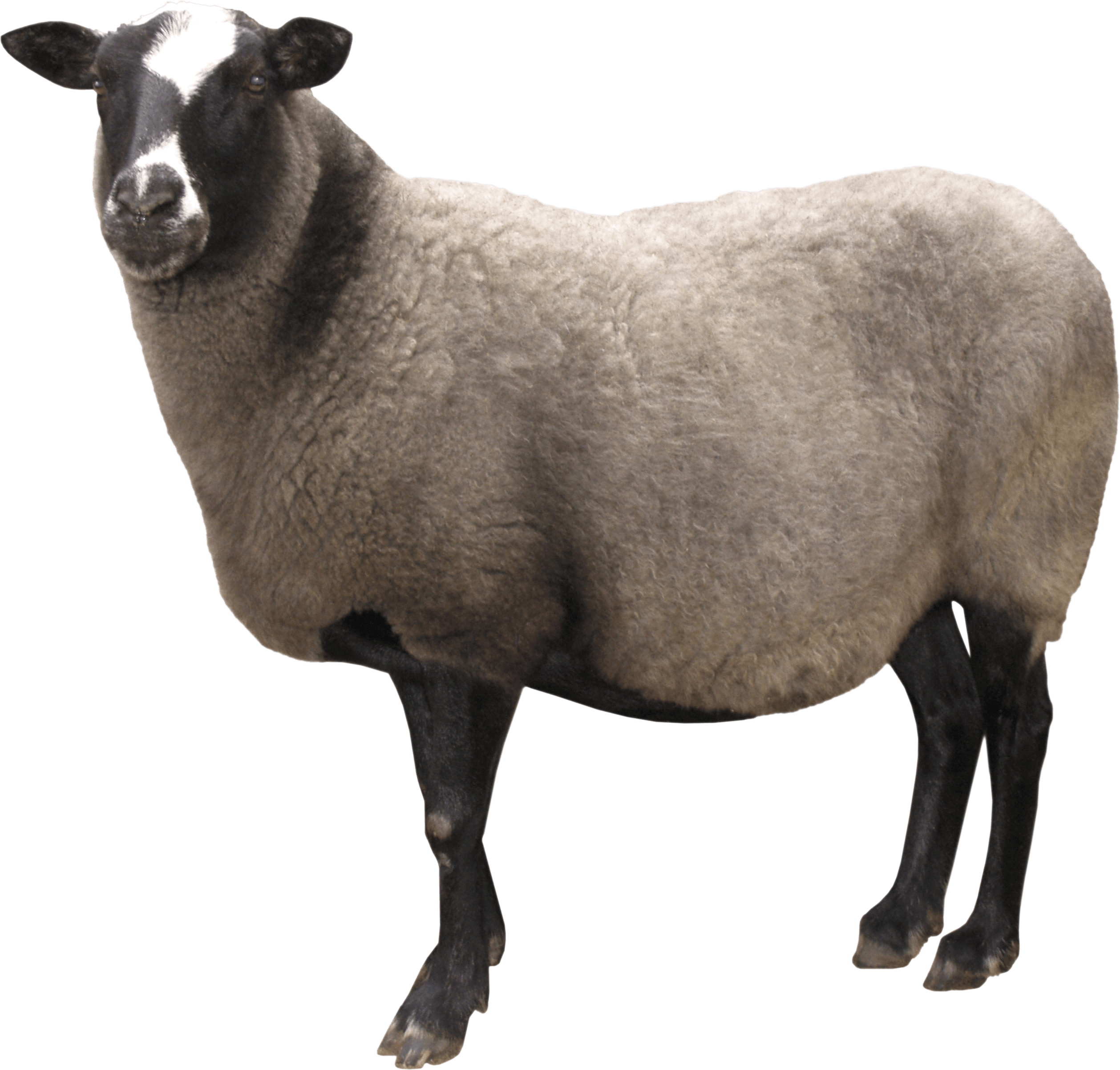 Sheep Transparent PNG Image