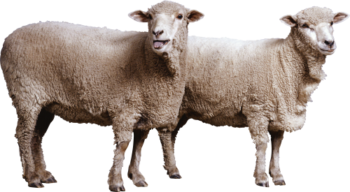Sheep Transparent PNG Image
