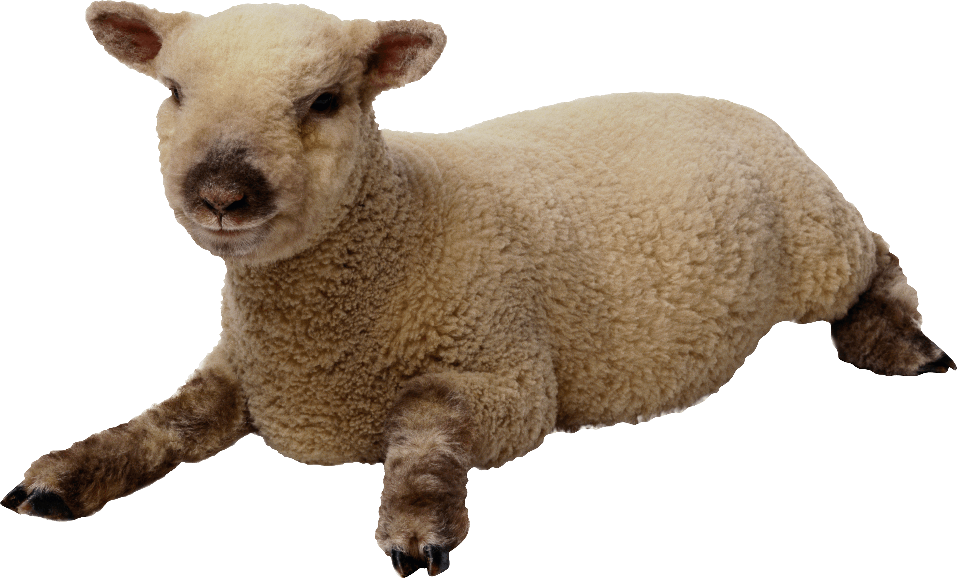 Sheep Transparent PNG Image