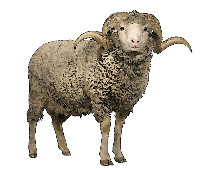 Sheep Transparent PNG Image