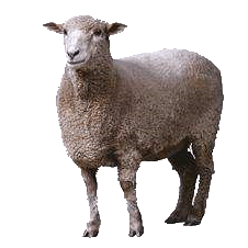 Sheep Transparent PNG Image