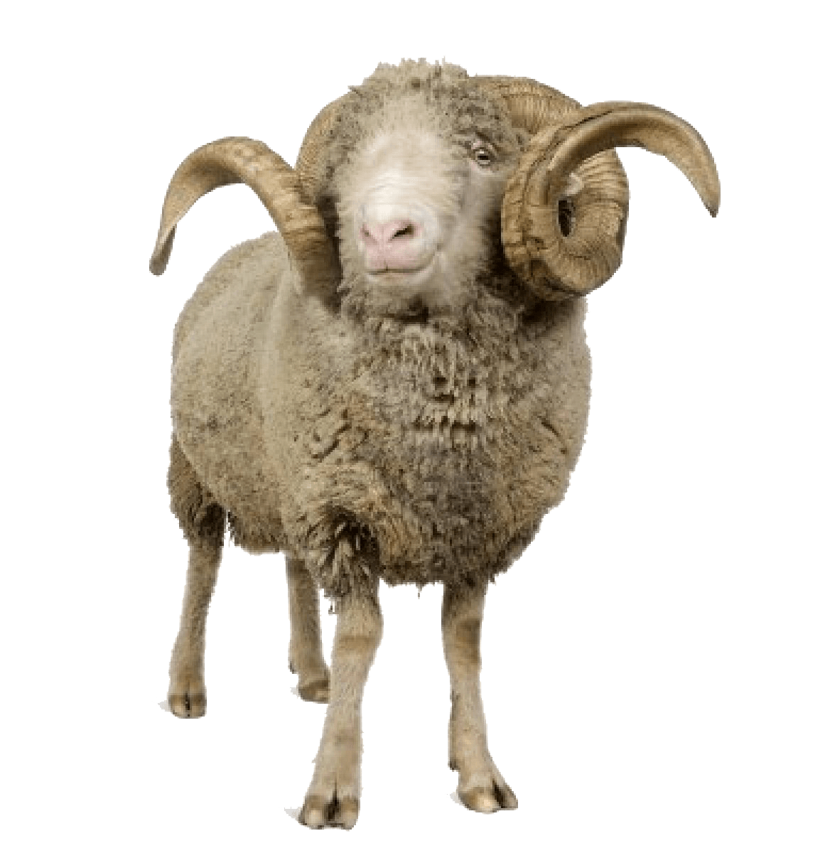 Sheep Transparent PNG Image