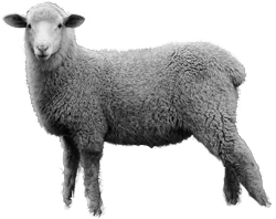 Sheep Transparent PNG Image