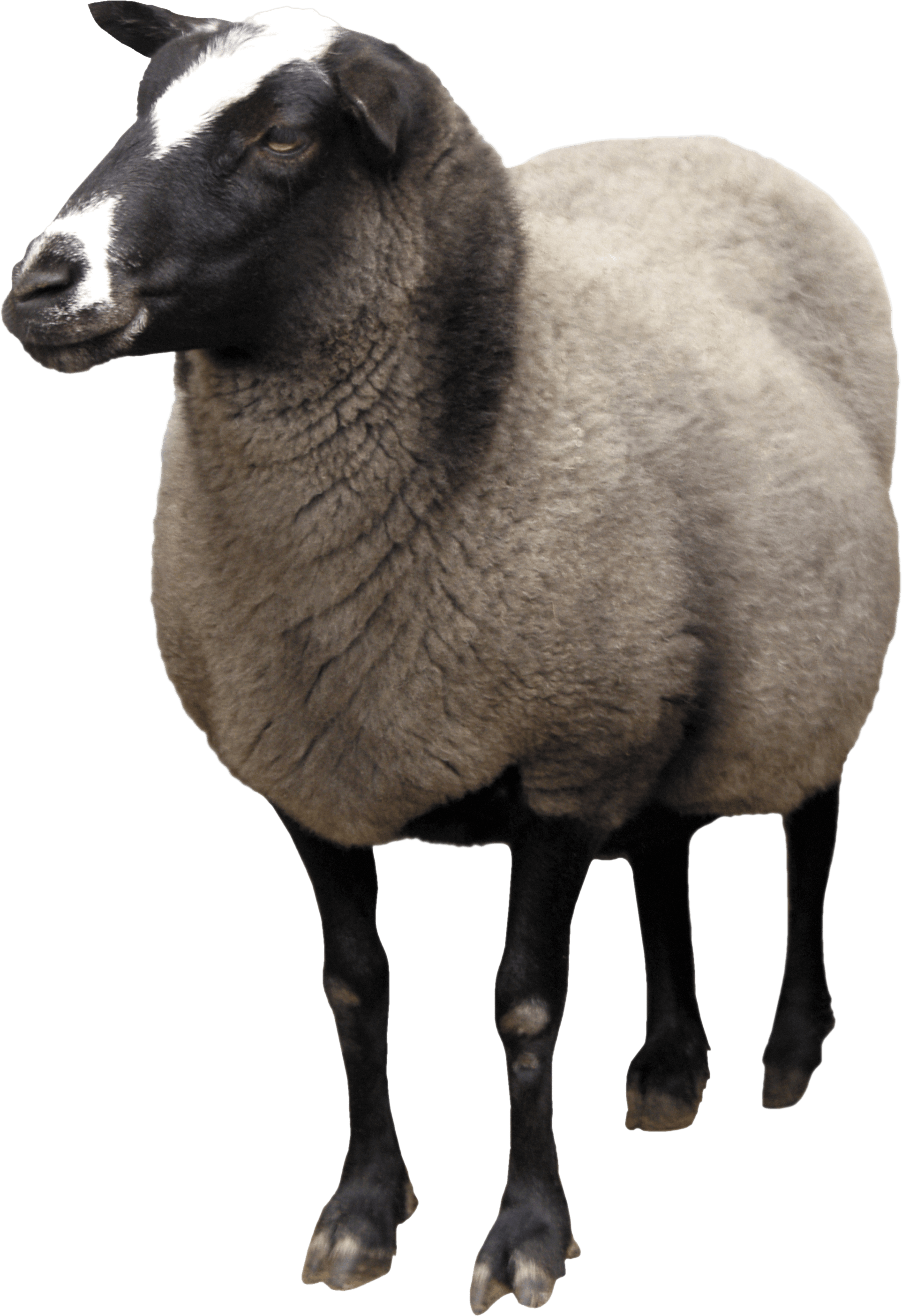 Sheep Transparent PNG Image