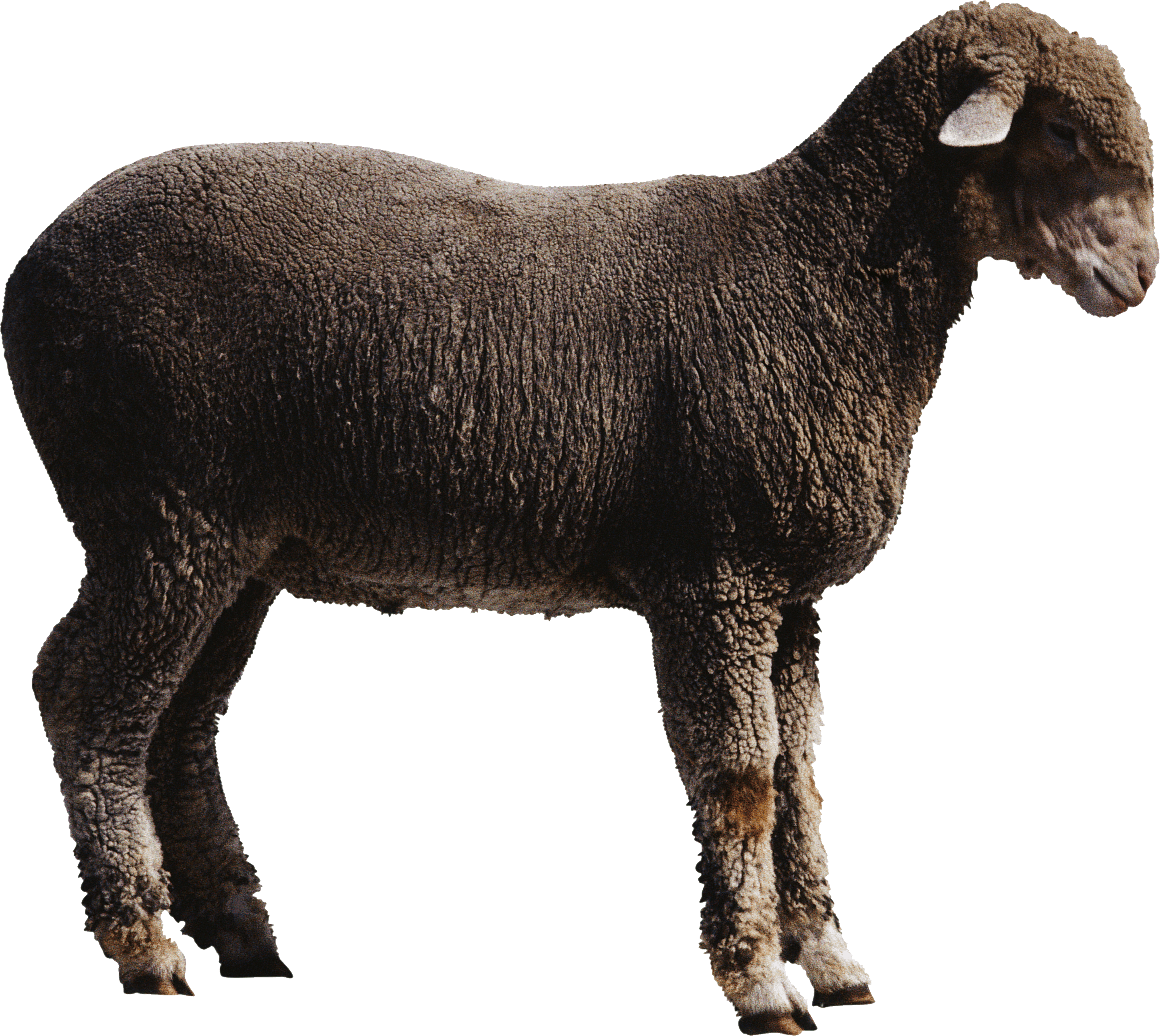 Sheep Transparent PNG Image