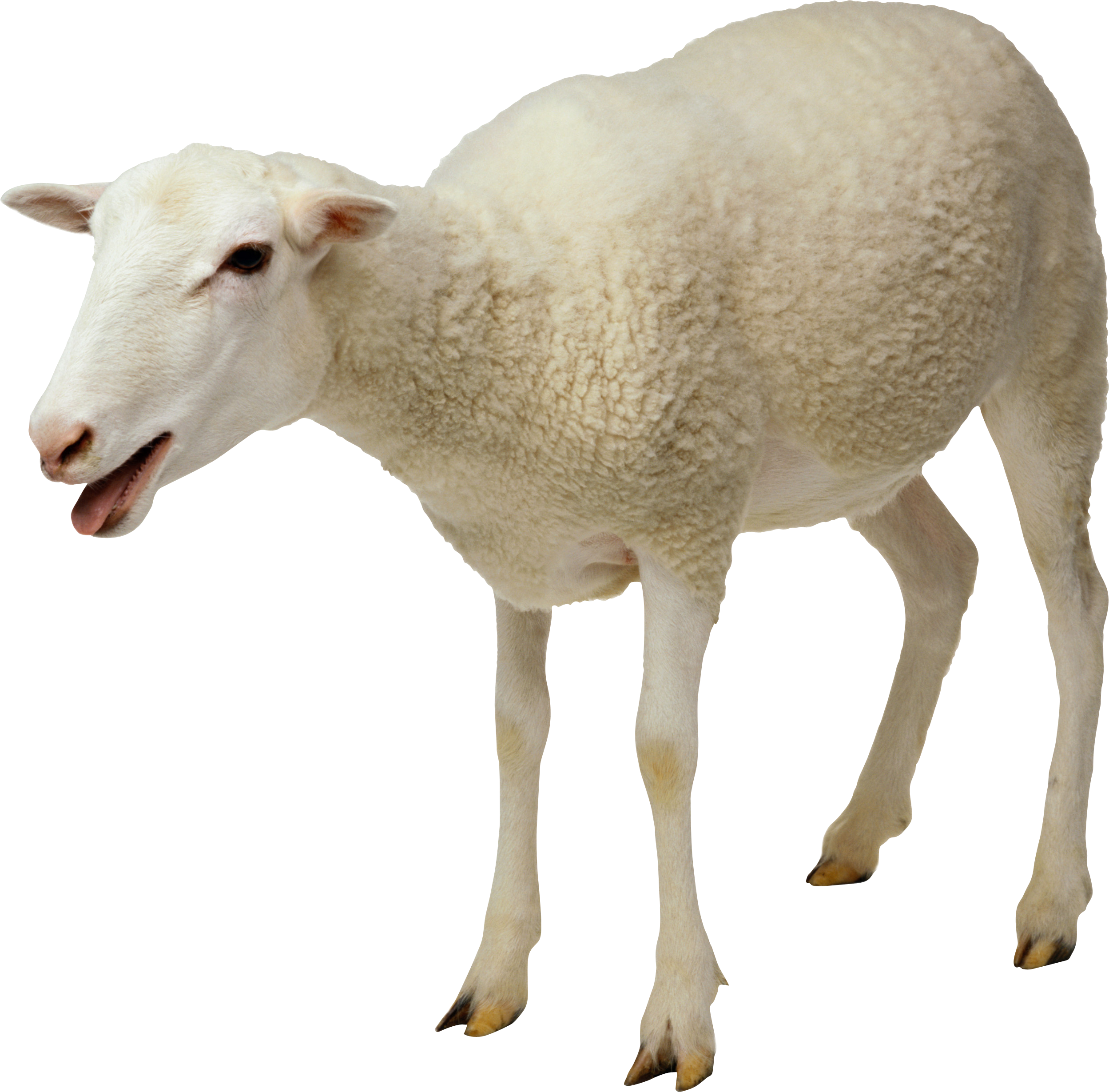 Sheep Transparent PNG Image