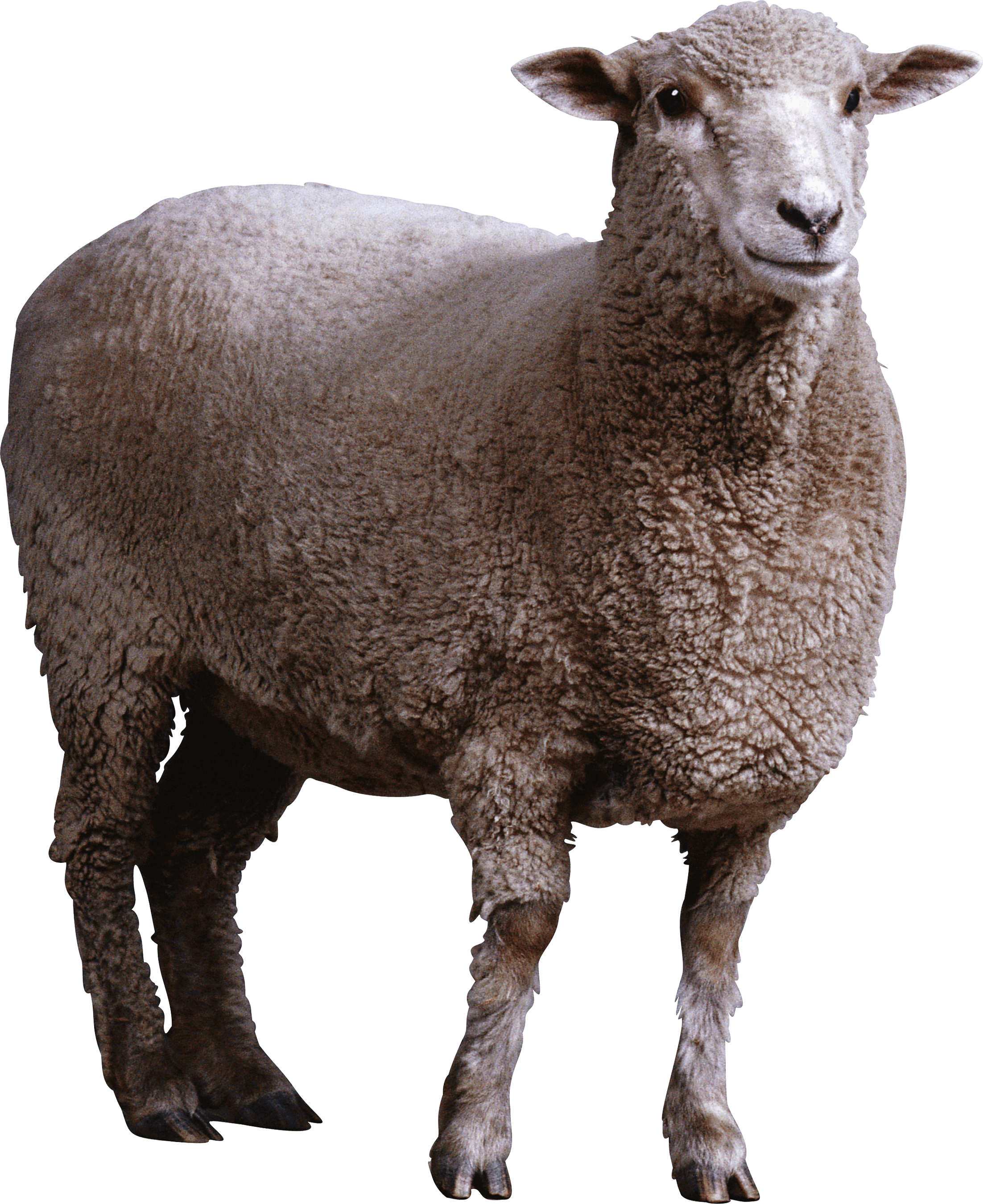 Sheep Transparent PNG Image