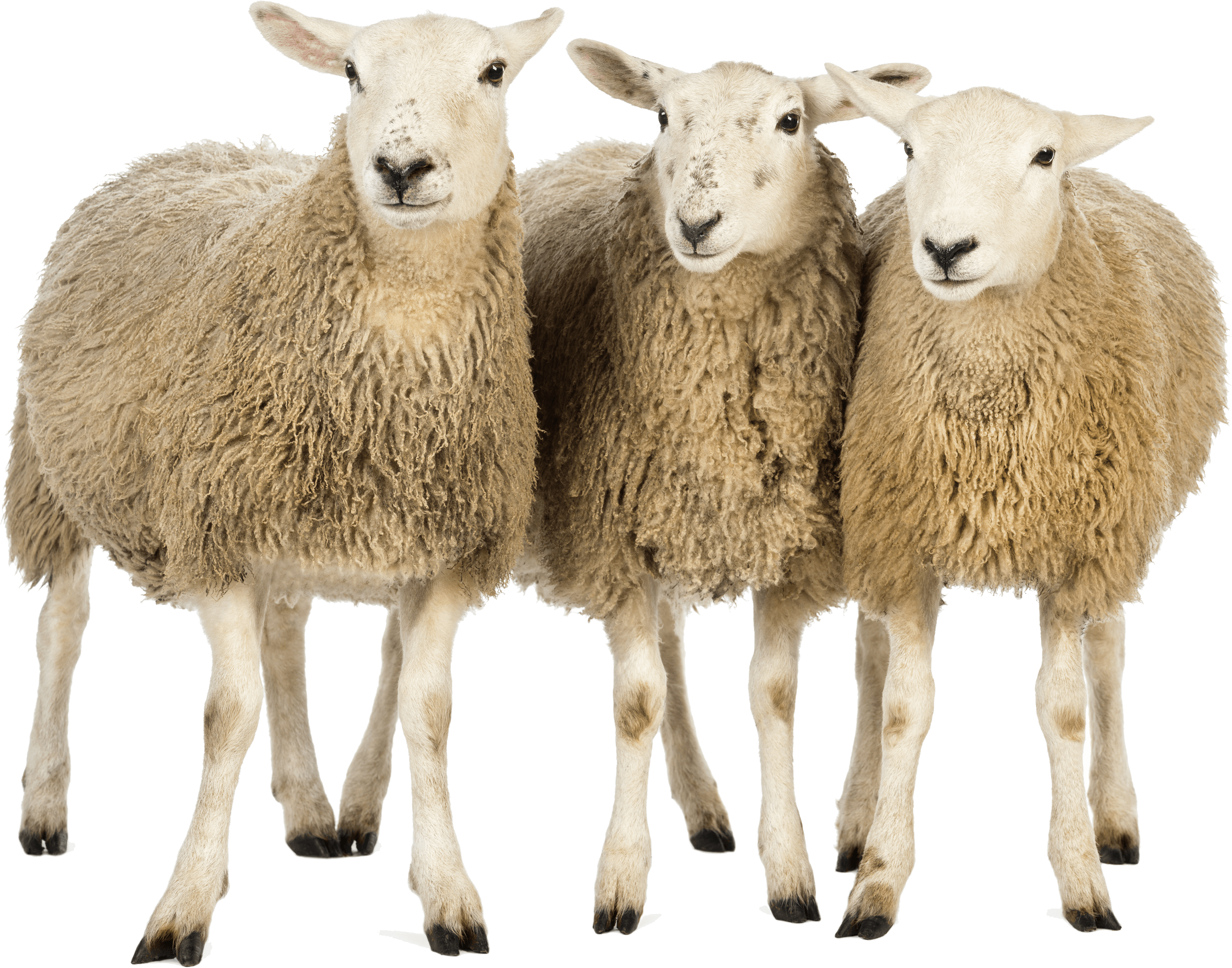 Sheeps Transparent PNG Image