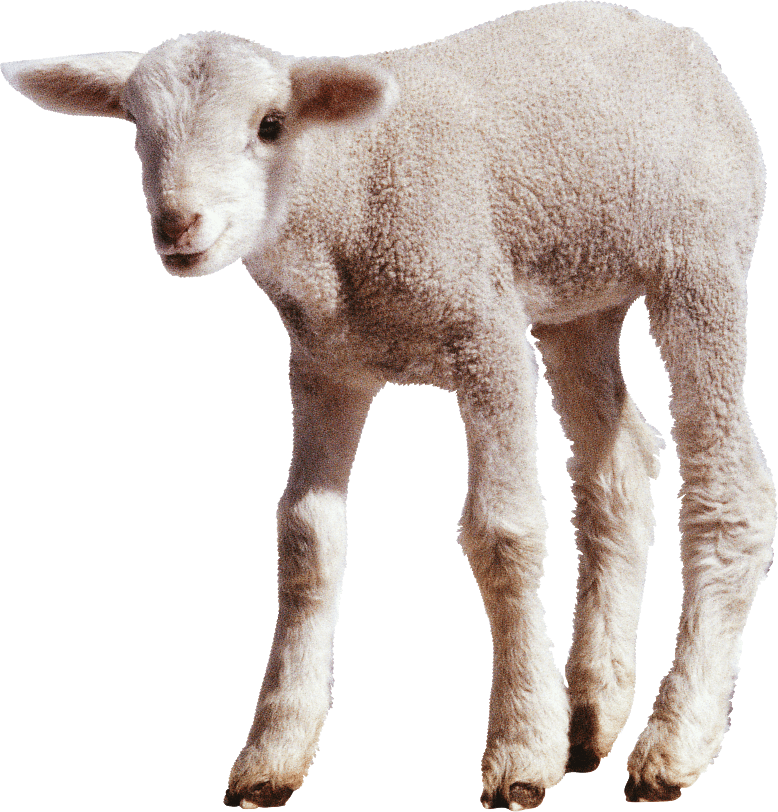 White Little Sheep Transparent PNG Image
