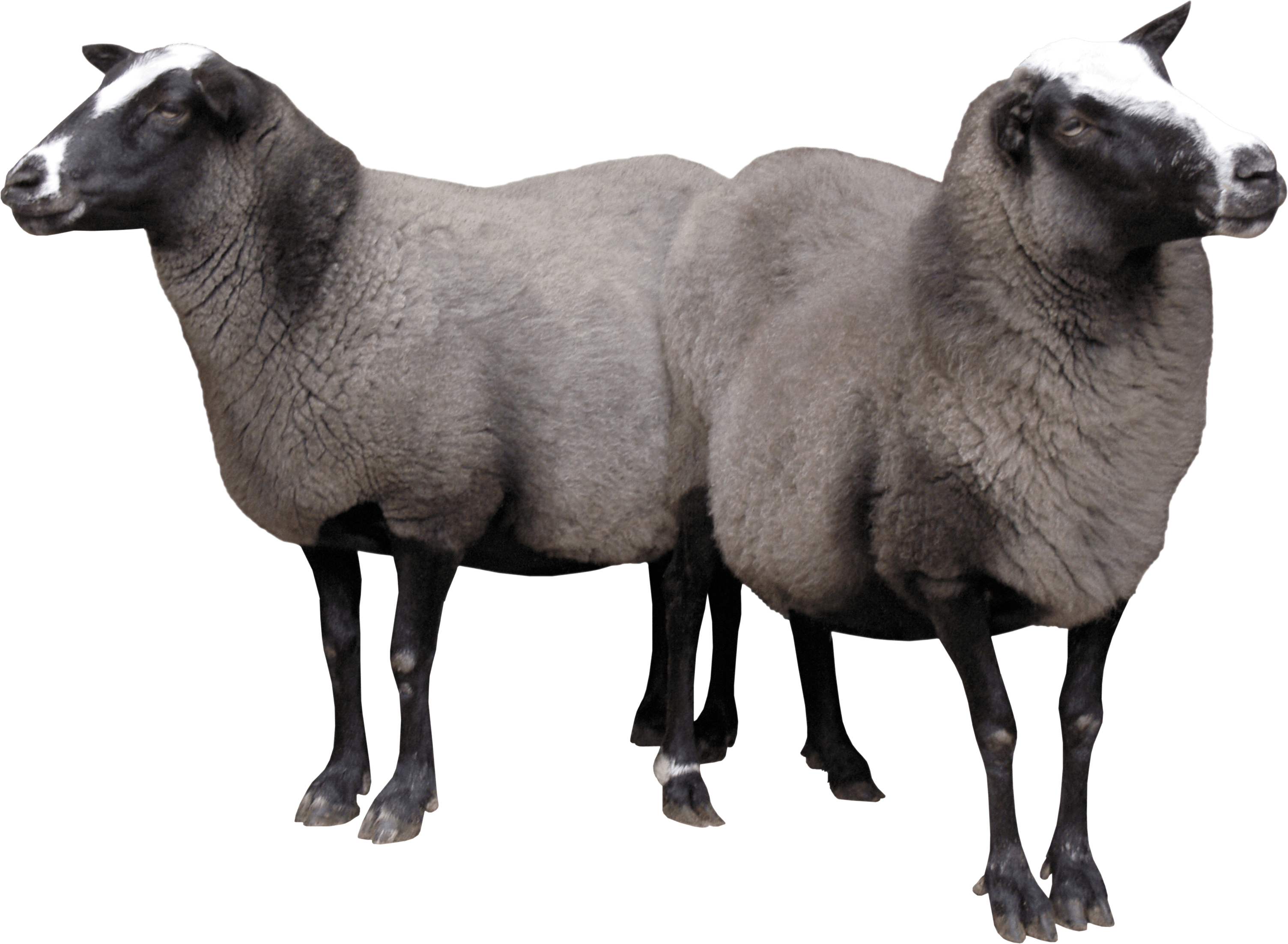 Two Sheeps Transparent PNG Image