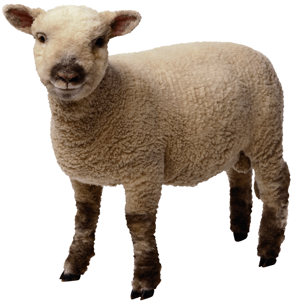 Sheep Transparent PNG Image