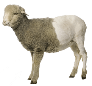 Sheep Transparent PNG Image