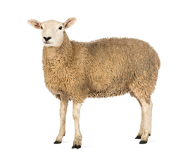 Sheep Transparent PNG Image