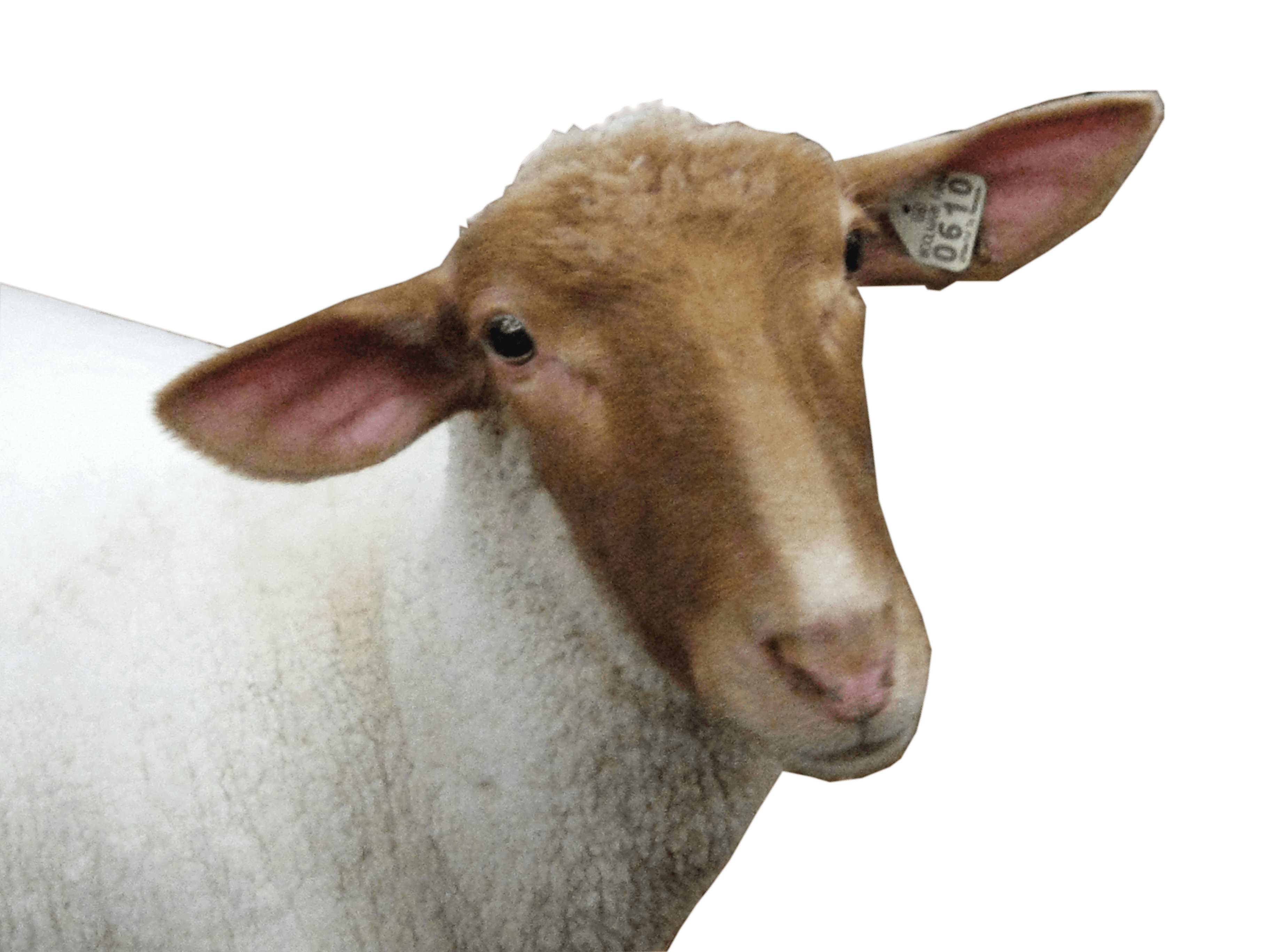 Sheep Head Transparent PNG Image
