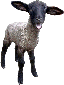 Sheep Transparent PNG Image