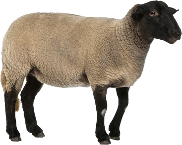 Sheep Transparent PNG Image