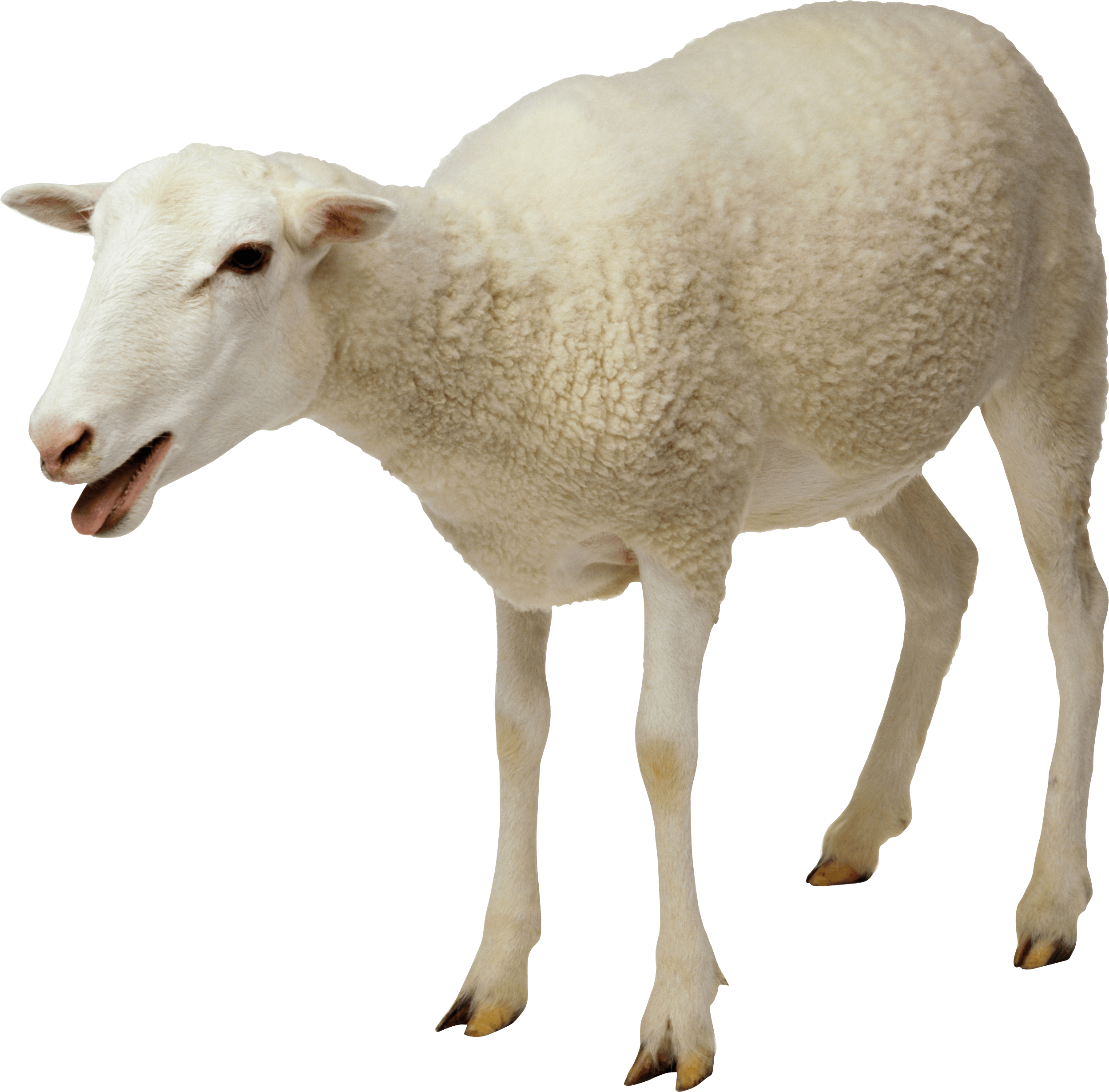 Sheep Transparent PNG Image