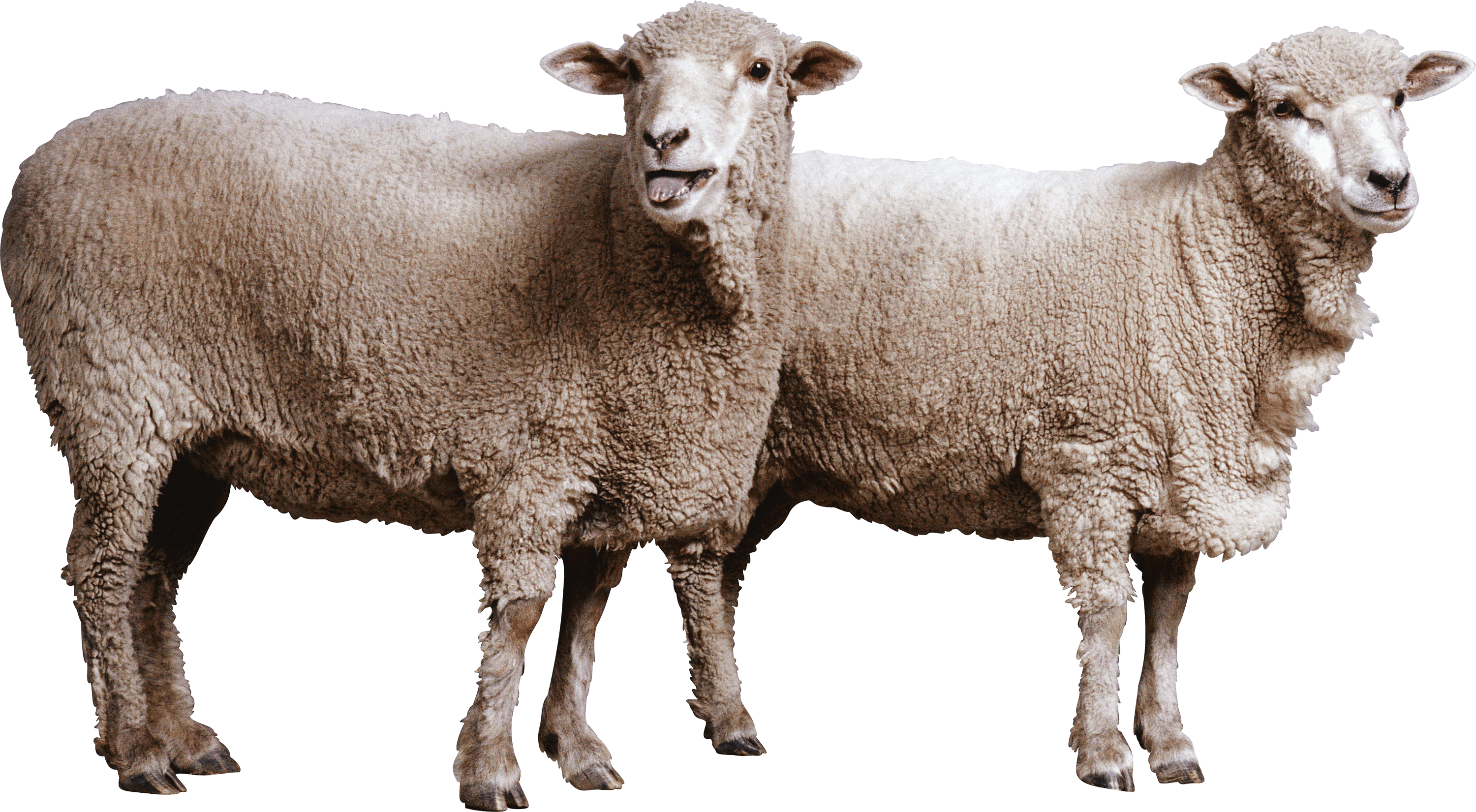 Sheep Transparent PNG Image