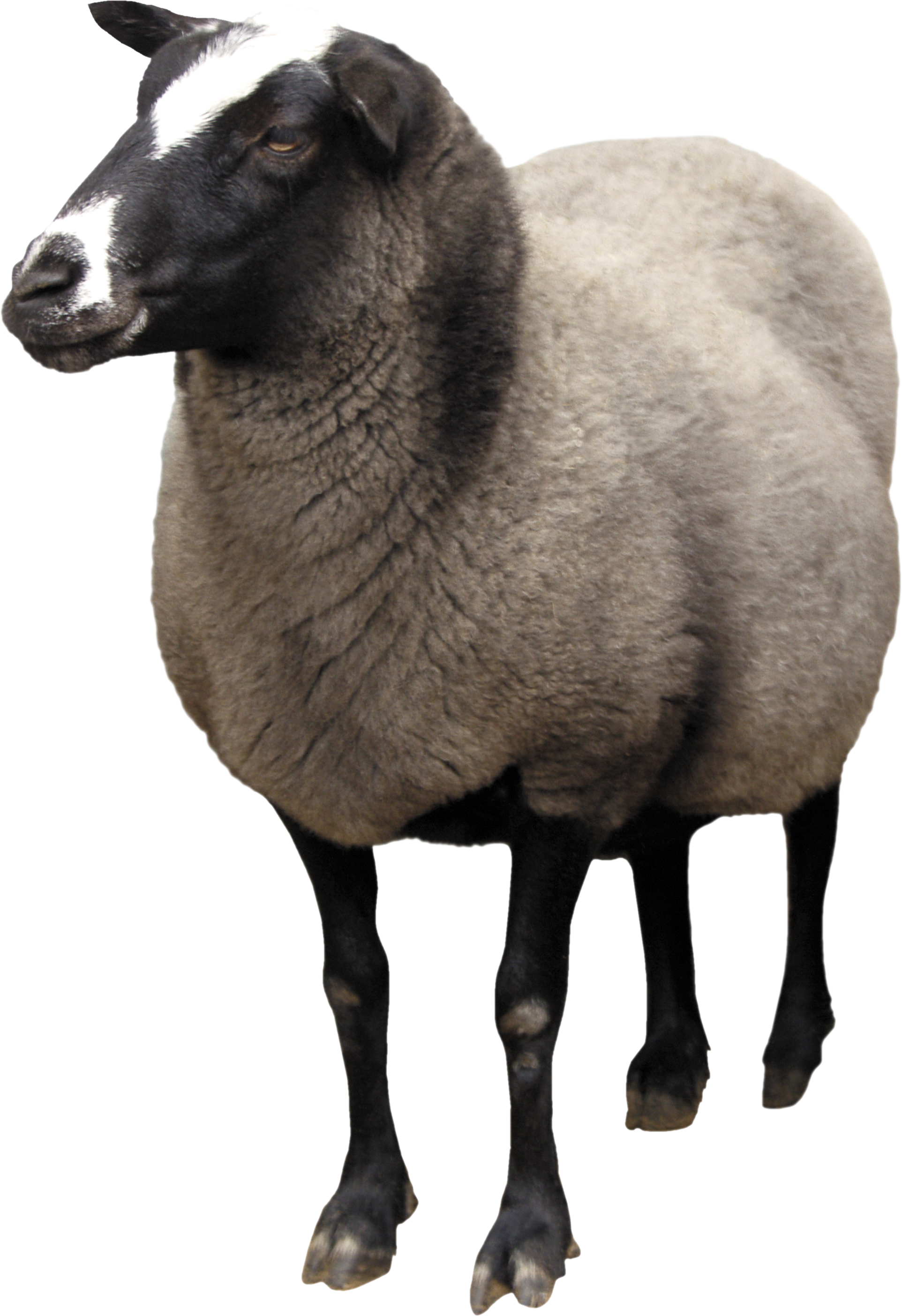 Sheep Transparent PNG Image