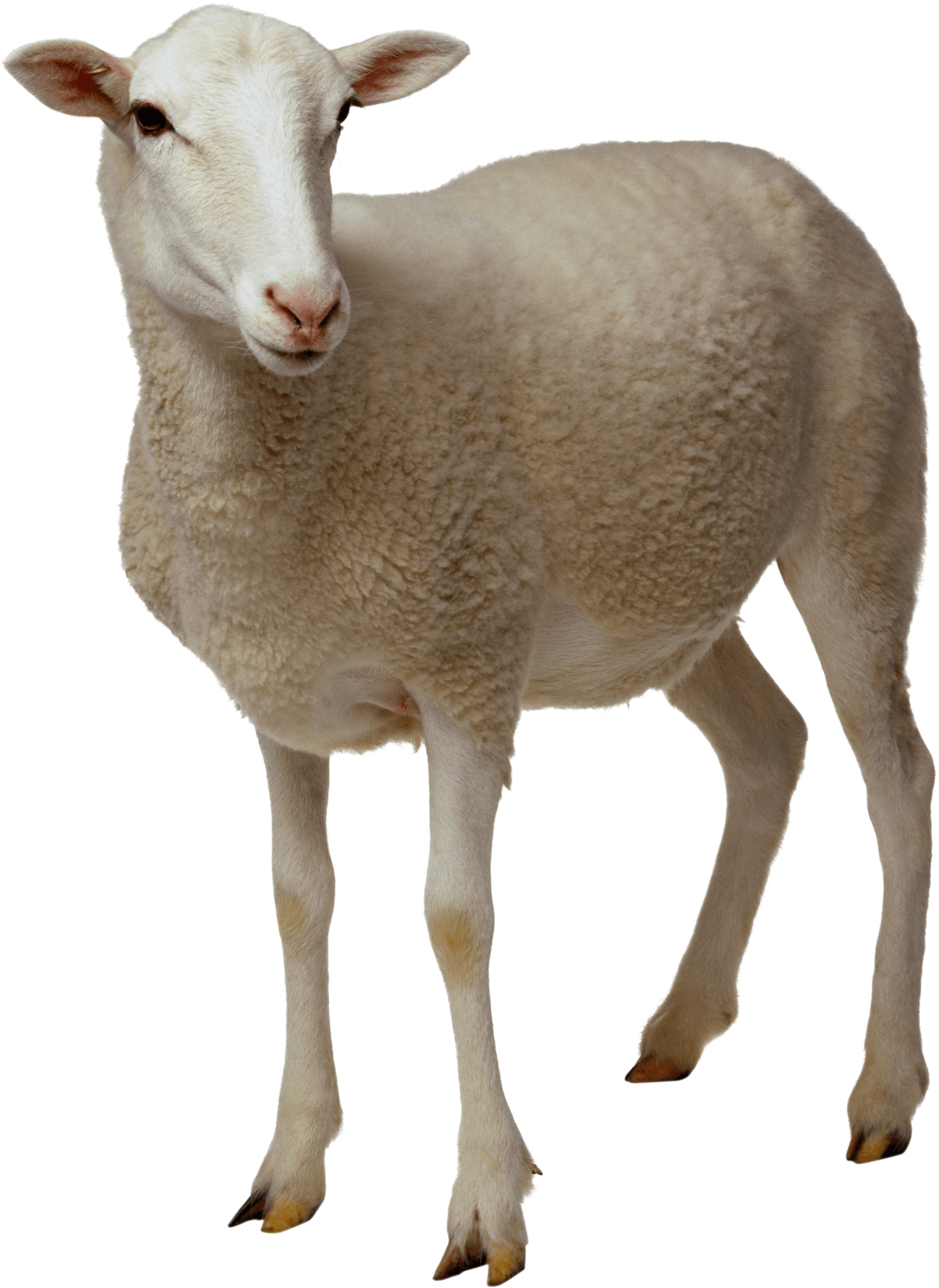 Sheep Transparent PNG Image