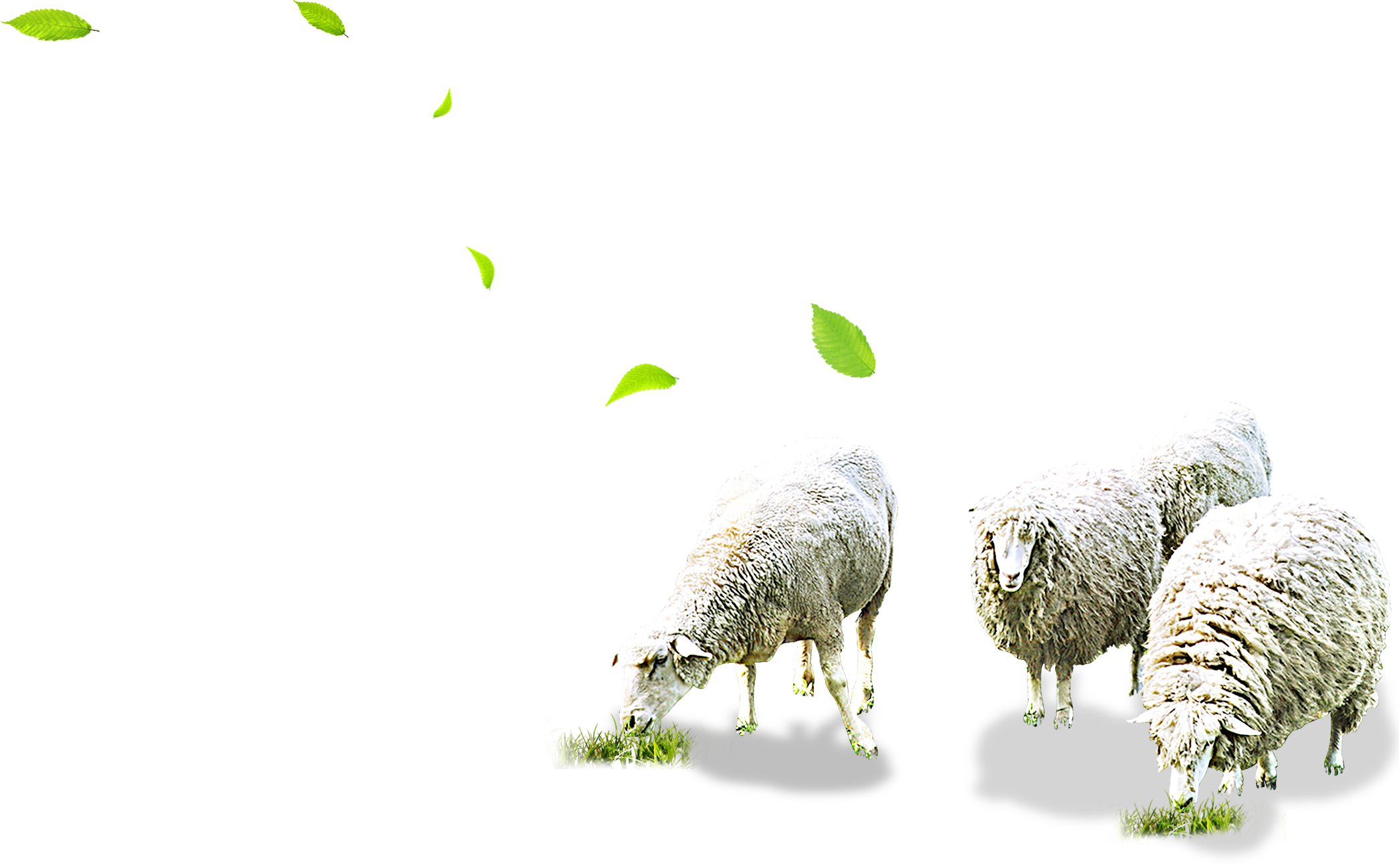 Sheep Grazing Herd Frame Transparent PNG Image