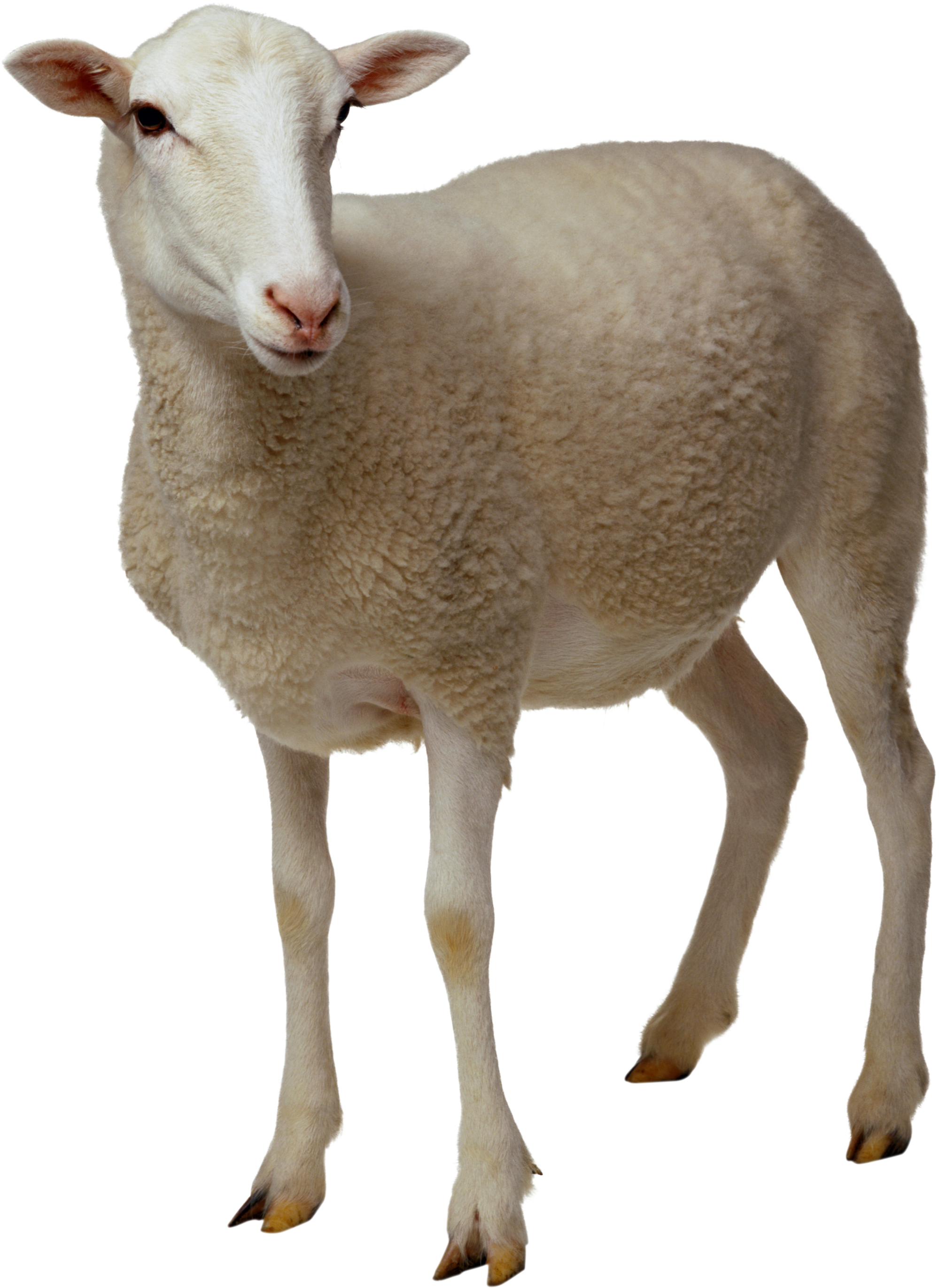 Sheep Transparent PNG Image