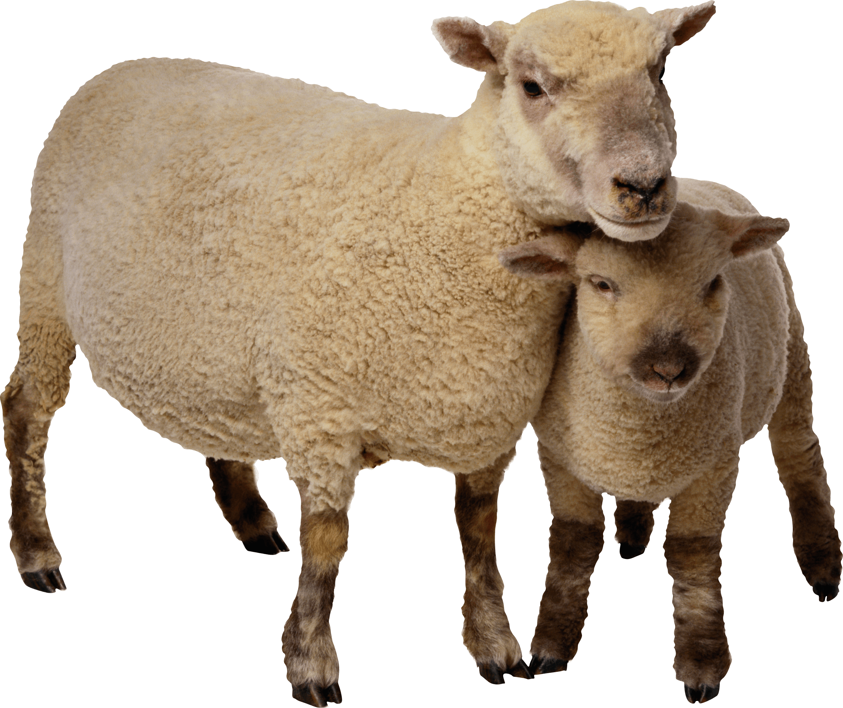 Sheep Transparent PNG Image
