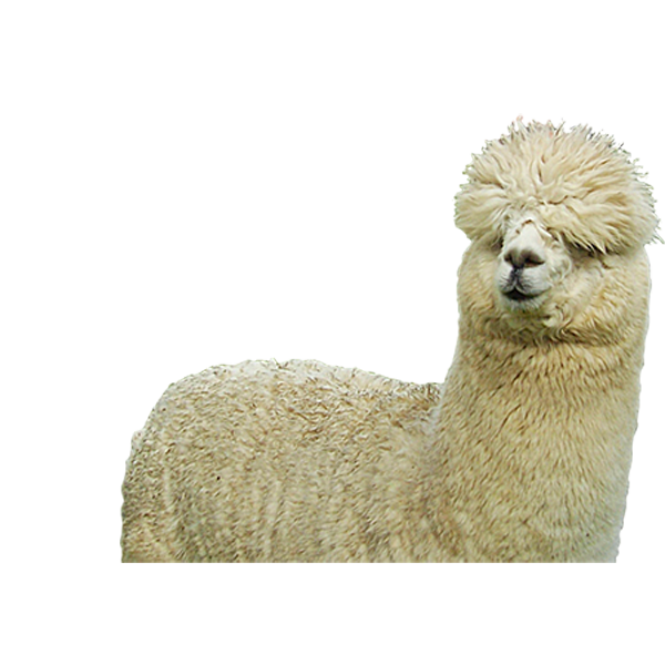 Farm Sheep Huacaya Alpaca Fiber Transparent PNG Image