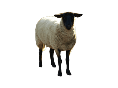 Sheep Transparent PNG Image