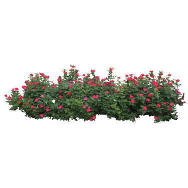 Bushes File Transparent PNG Image