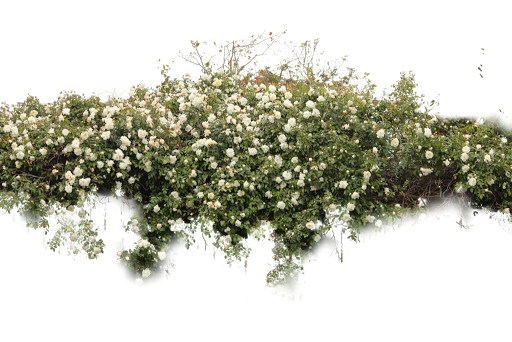 Bushes Transparent PNG Image