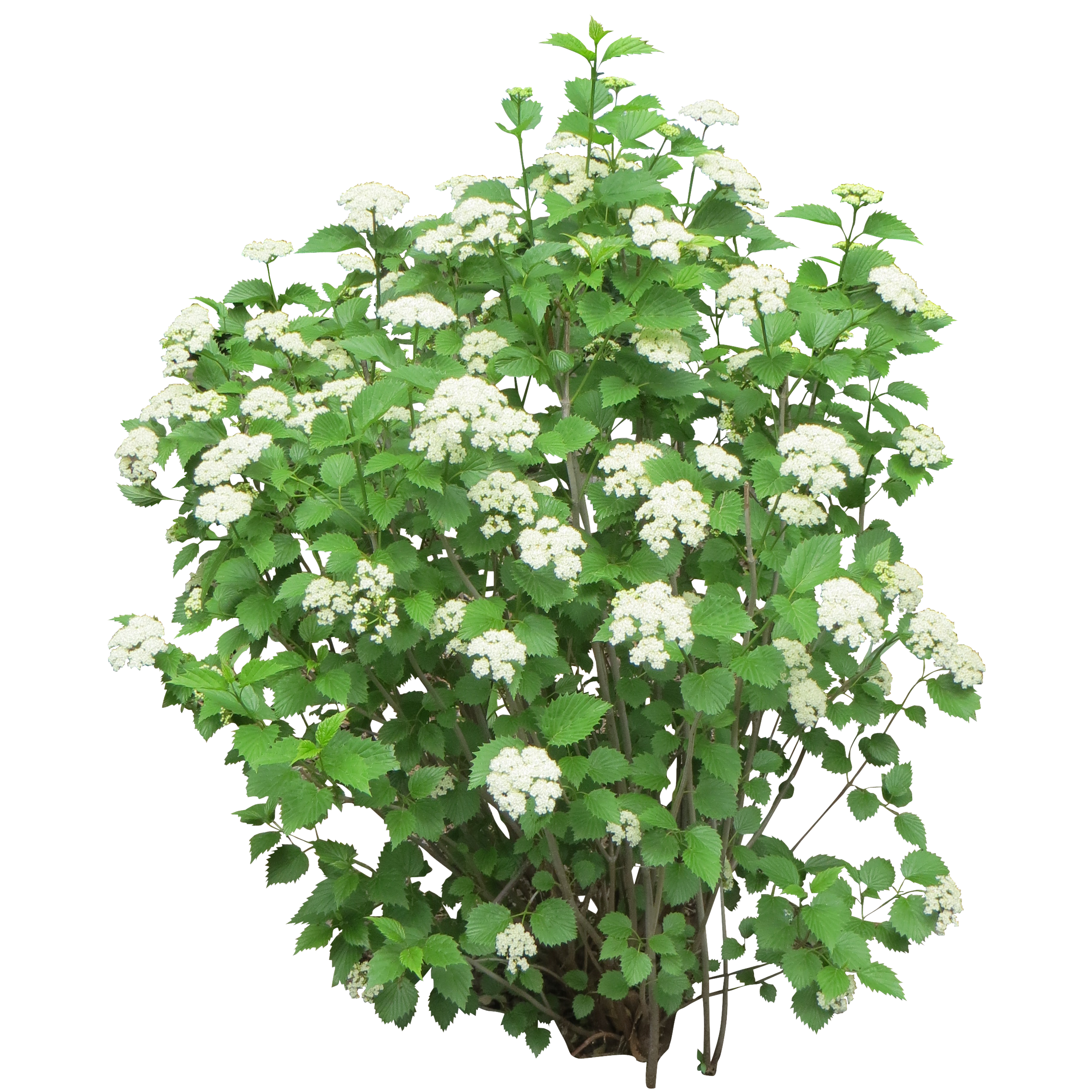 Bushes Transparent PNG Image
