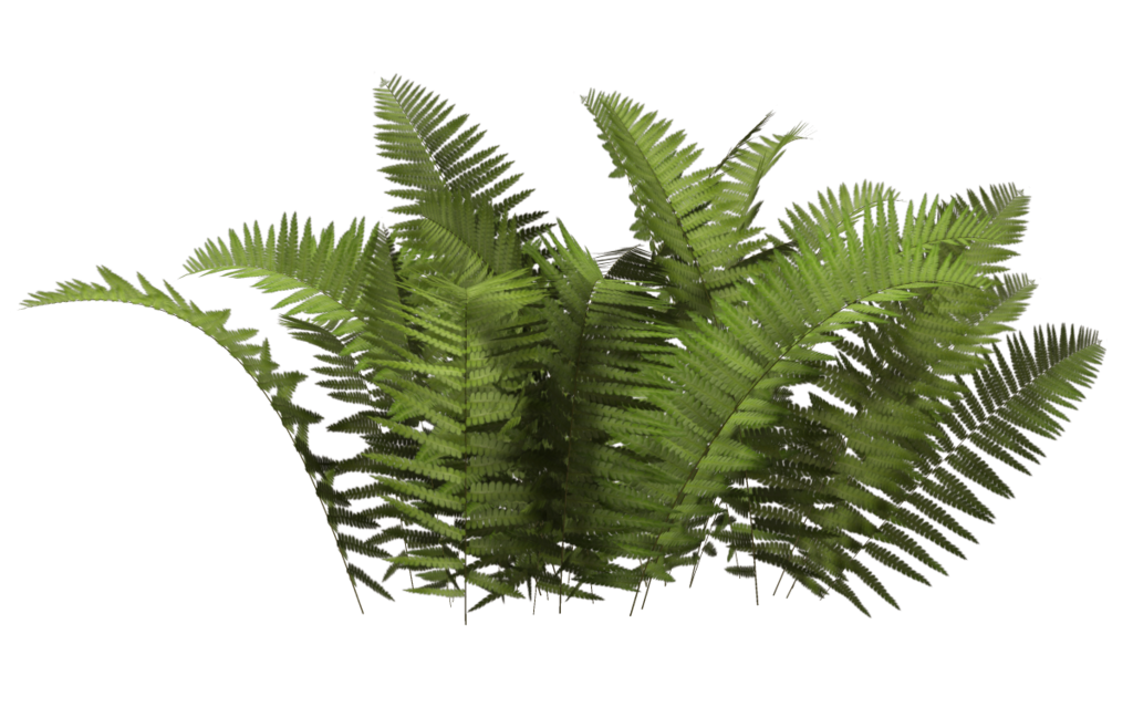 Bushes Transparent PNG Image