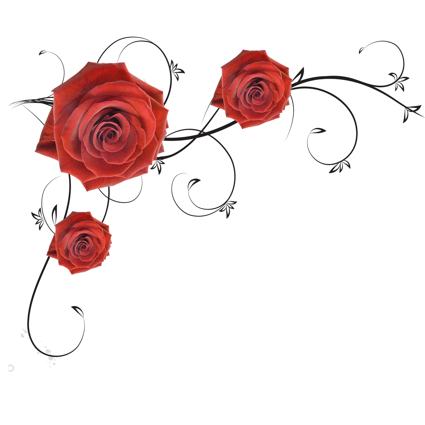 Roses Beach Garden Rose File Transparent PNG Image