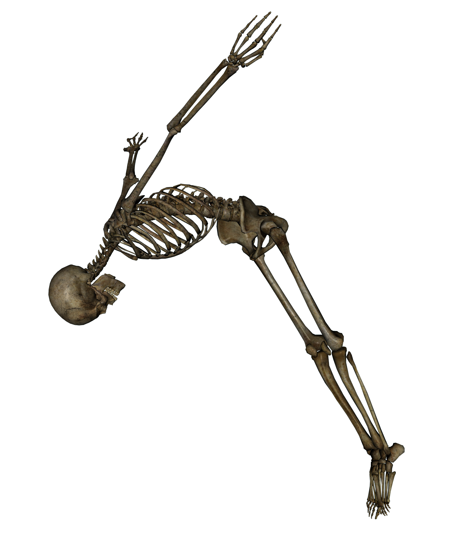 Skeleton Transparent PNG Image