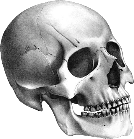 Skull Transparent PNG Image
